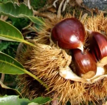 El Robledo * Munotello