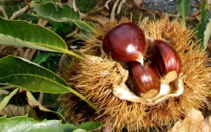 El Robledo * Munotello